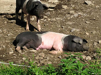 schweine