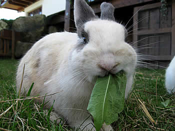 kaninchen