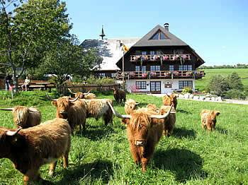 Ospelehof mit Highlands