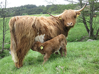 highlands 2
