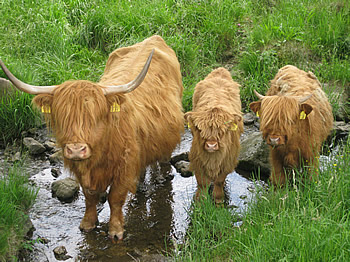 highlands 4